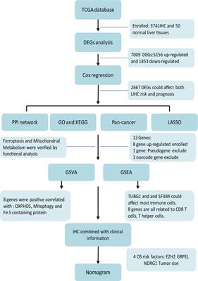 Construction and validation of a prognostic model for hepatocellular carcinoma: Inflammatory ferroptosis and mitochondrial metabolism indicate a poor prognosis